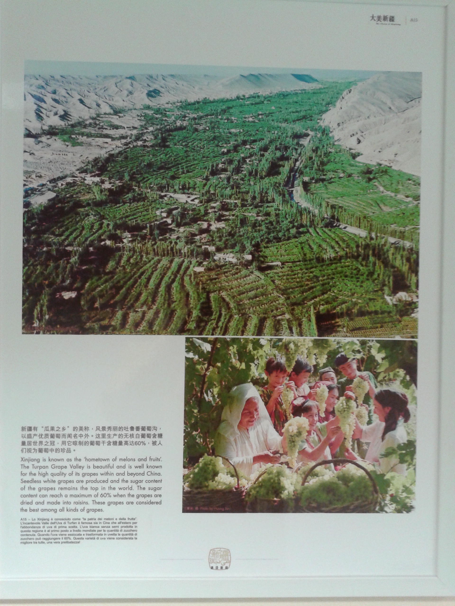Viticultura in Cina